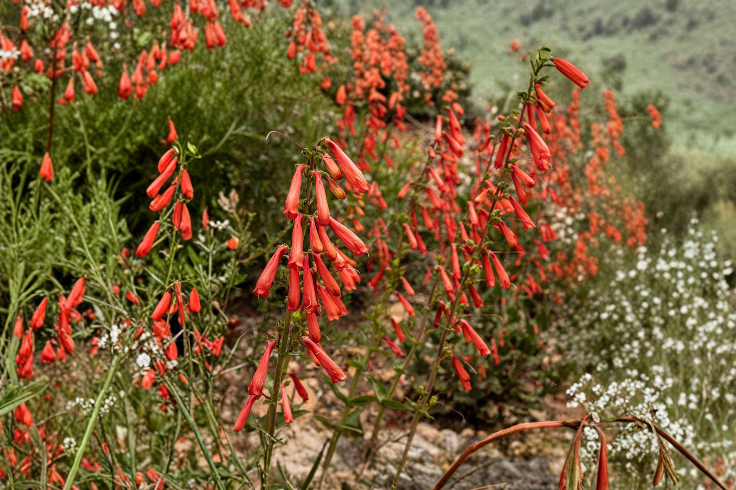 Eaton's Penstemon Seeds – Red Hummingbird Perennial Flower Pack, 300 Seeds, Native Wildflower, Drought Tolerant, Pollinator Magnet