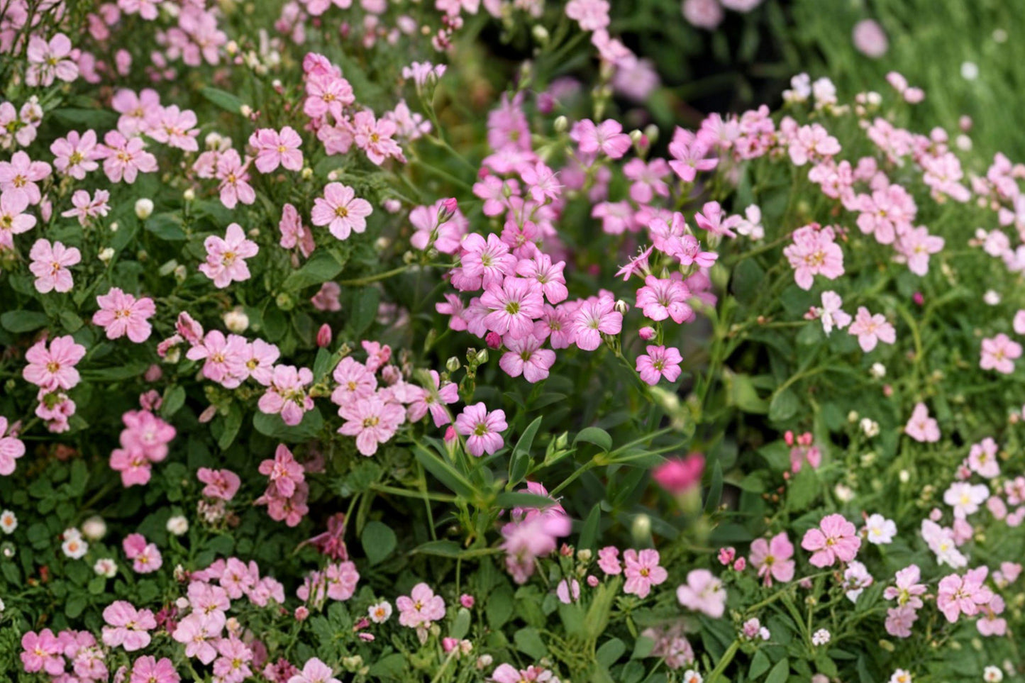 Gypsophila Repens Rose Seeds – 100 Pink Creeping Baby’s Breath Flower Seeds for Garden, Groundcover, Rock Gardens, Borders