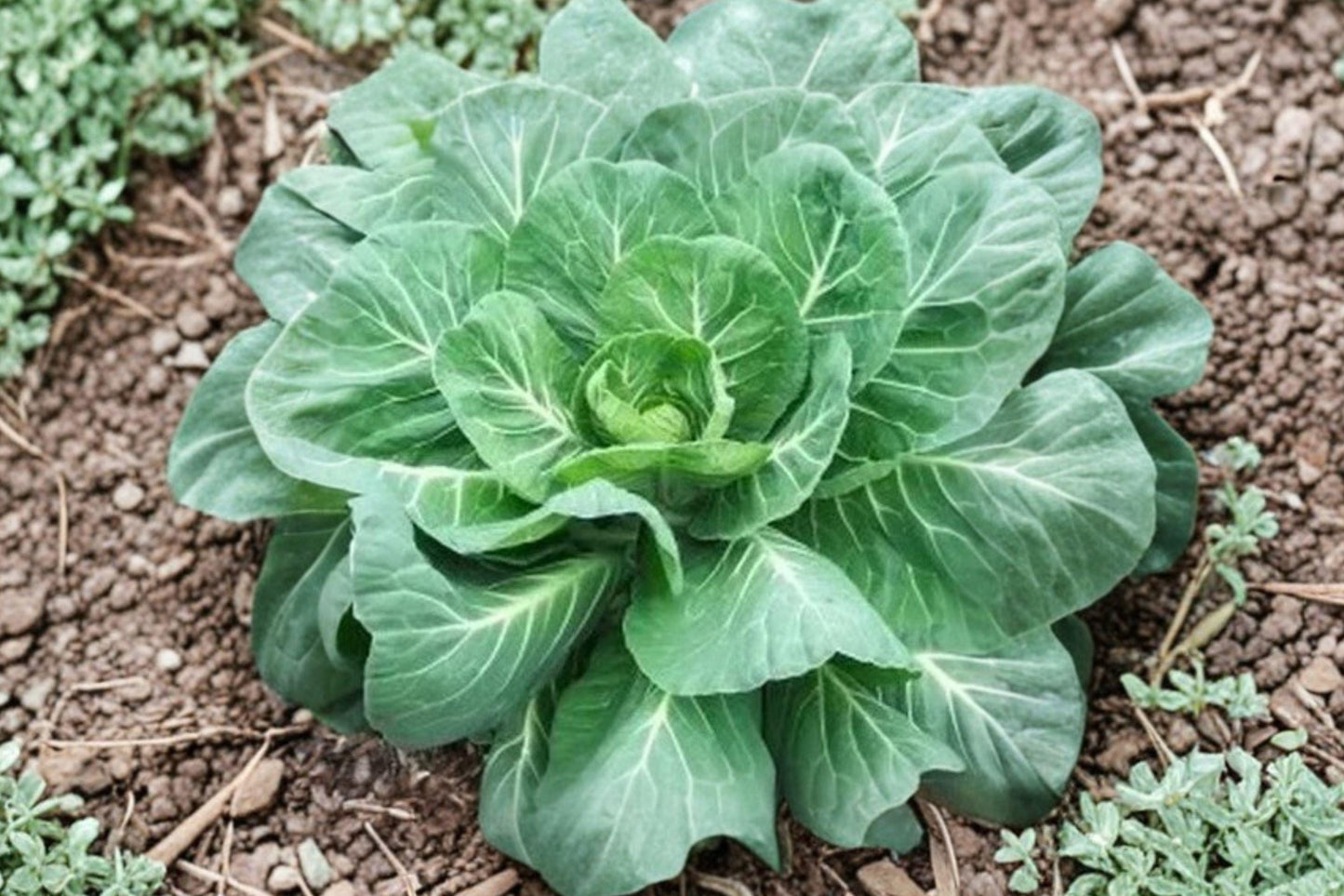 Georgia Collard Greens Seeds – 400+ Heirloom Brassica Oleracea for Spring & Fall Gardens, Nutritious Leafy Vegetables