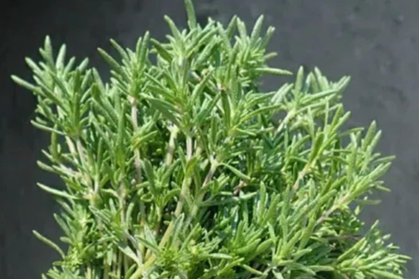 Summer Savory Herb Seeds – Culinary & Medicinal, Satureja hortensis, Pack of 1200+ Seeds for Kitchen Gardens & Containers