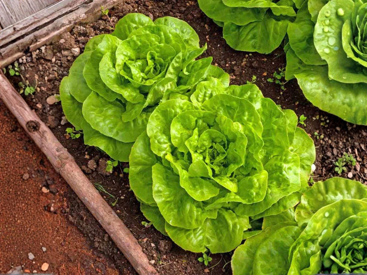 Buttercrunch Lettuce Seeds, Butterhead Variety, Compact Leafy Vegetable, Lactuca sativa, 1000 Seeds