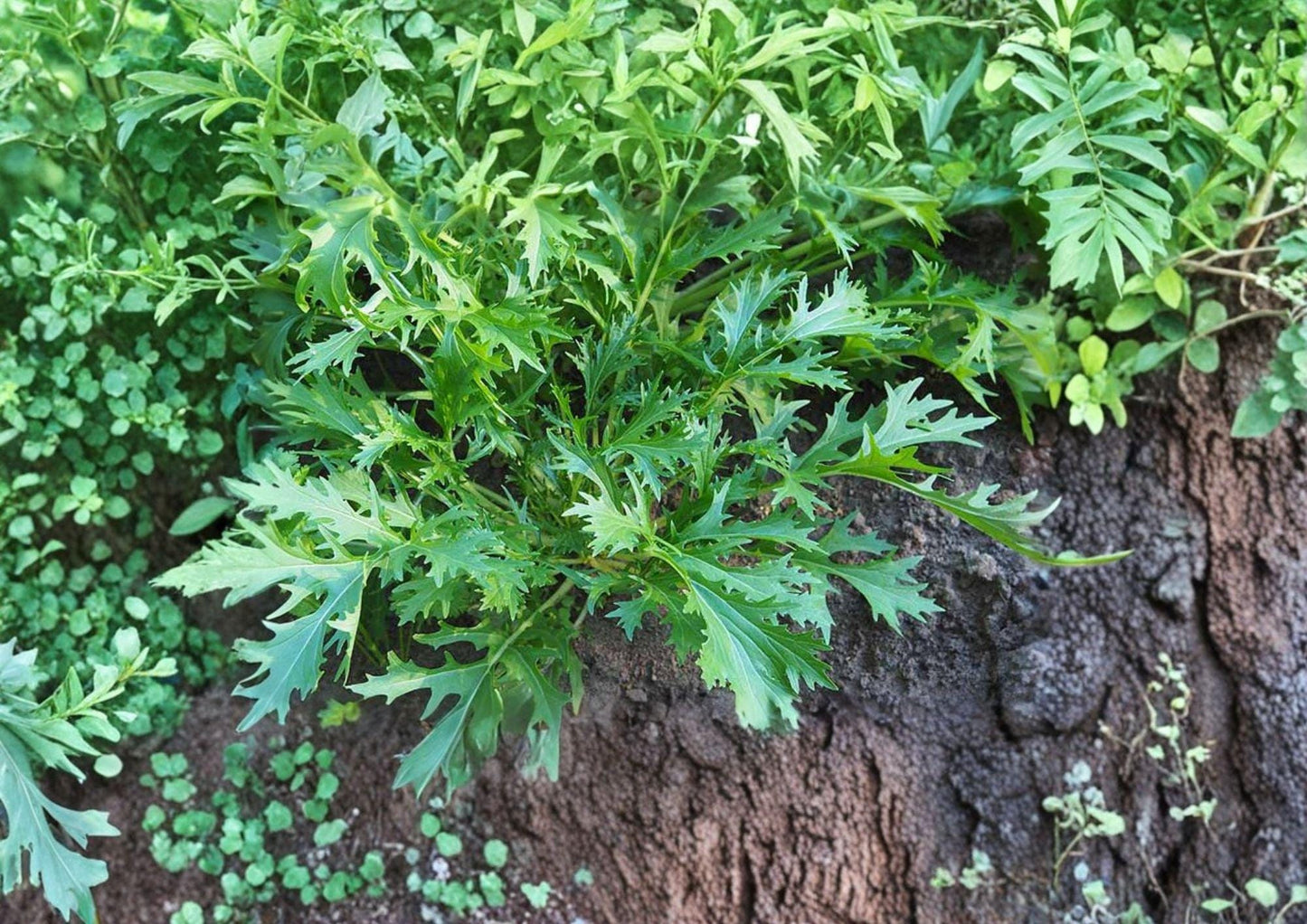 Mizuna Early Spinach Seeds – 500 Heirloom Asian Greens for Cold Season Gardens – Fast-Growing, Peppery Leafy Greens, Suitable for Containers
