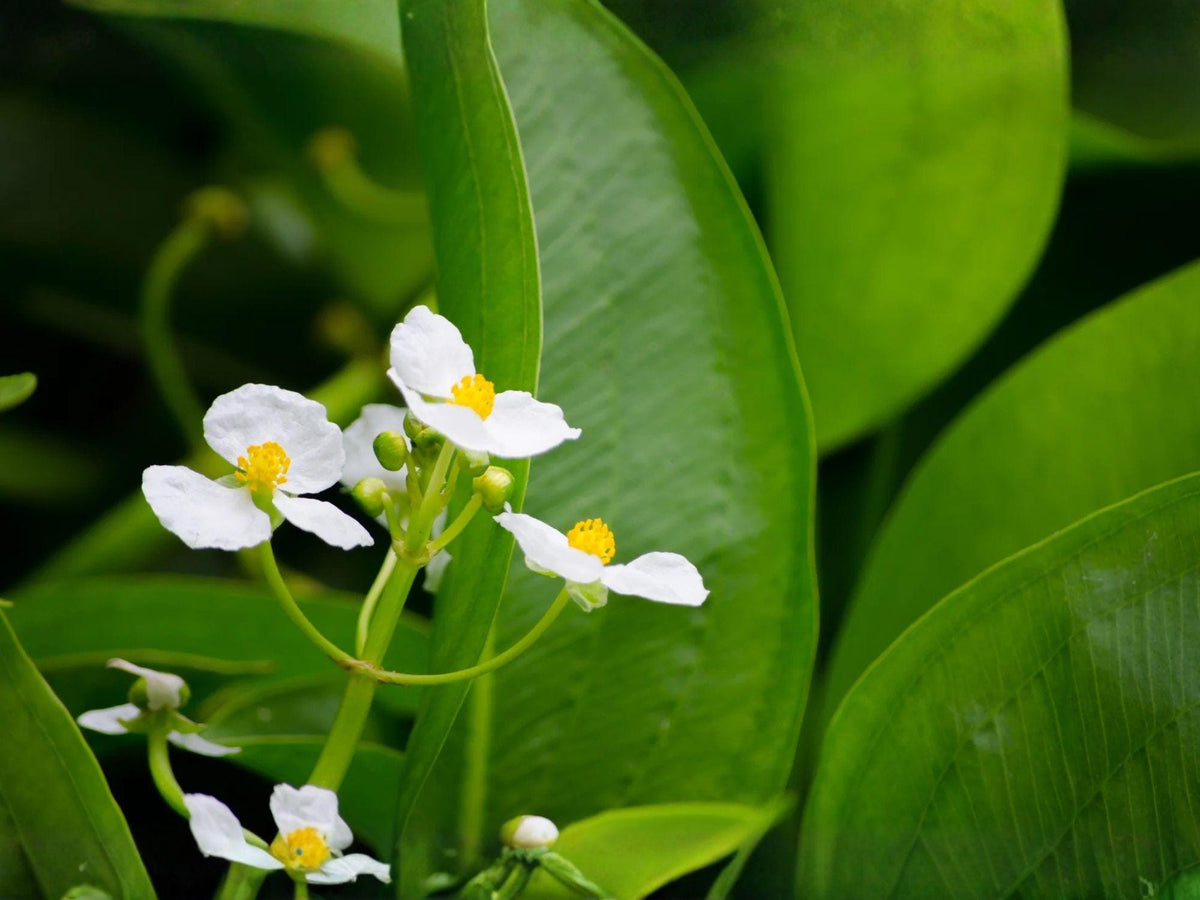 Common Arrowhead Seeds – Heirloom Non-GMO Aquatic Plant for Ponds & Wetlands – Sagittaria latifolia Native Water Garden Plant