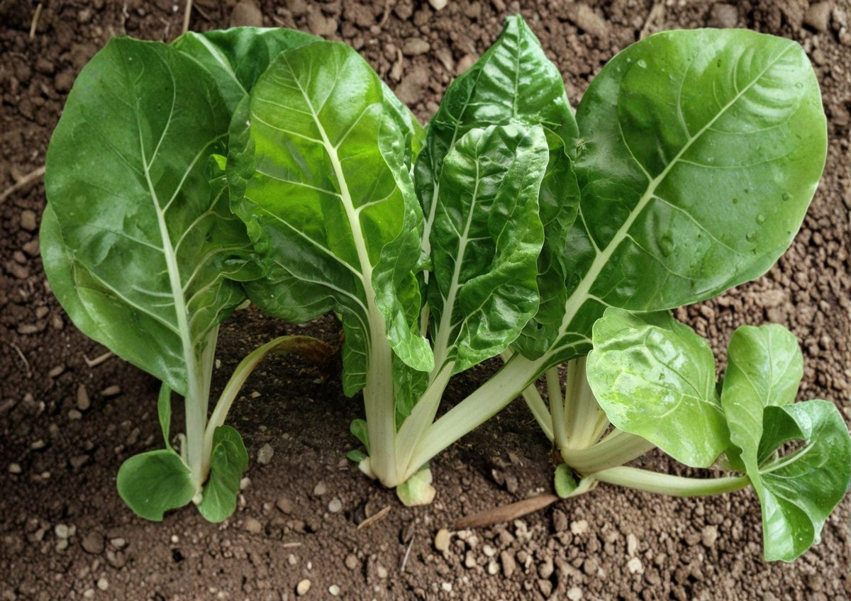 Fordhook Swiss Chard Seeds – Heirloom Leafy Green Vegetable for Cool Season Gardens, 50 Seeds