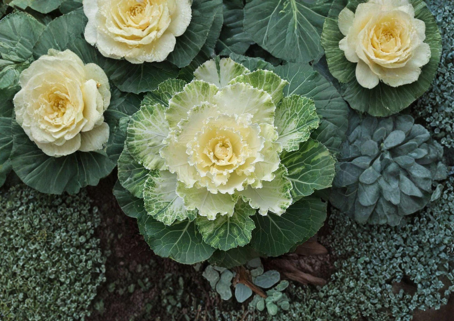 Ornamental Cabbage Seeds, Colorful Foliage, Fall & Winter Garden Plant, Brassica oleracea, 25 Seeds