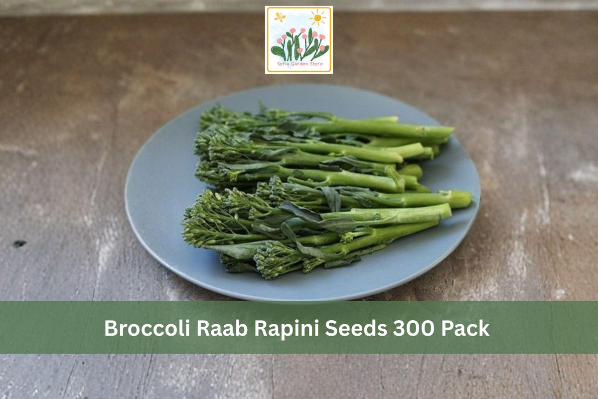 Broccoli Raab Rapini Seeds 300 Pack – Brassica rapa, Leafy Green, Cool Season Vegetable for Garden, Raised Beds, Kitchen Garden