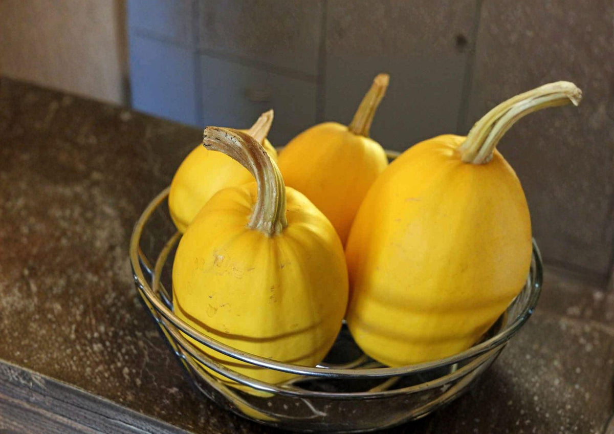 Heirloom Spaghetti Squash Seeds – 10 Vegetable Seeds for Pasta-Like Flesh, Garden Farming, Winter Squash, Cucurbita pepo