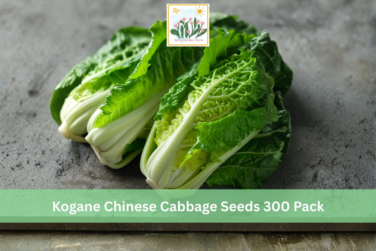 Kogane Chinese Cabbage Seeds 300 Pack – Brassica rapa subsp. pekinensis, Napa-style leafy vegetable for cool-season gardens