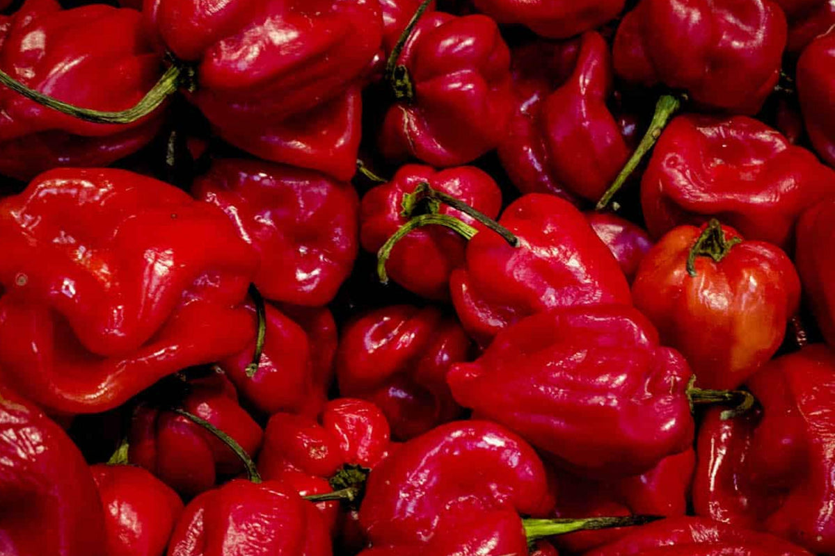 Habanero Caribbean Red Pepper Seeds – Heirloom Non-GMO High Yield Chili for Hot Sauces & Spicy Dishes (25 Seeds)