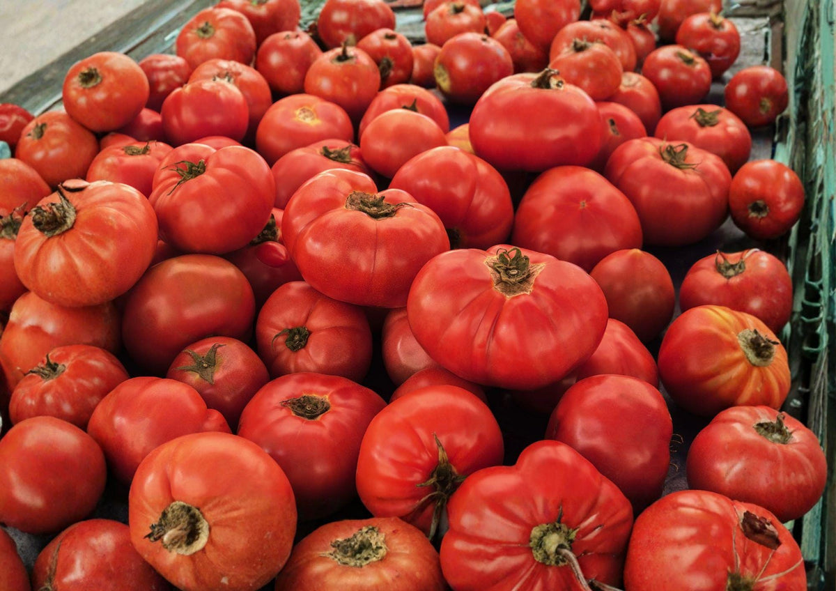 VR Moscow Tomato Seeds – Heirloom Red Slicing Tomatoes, Cold Tolerant, 30 Seeds, Vegetable Seed for Home Gardens