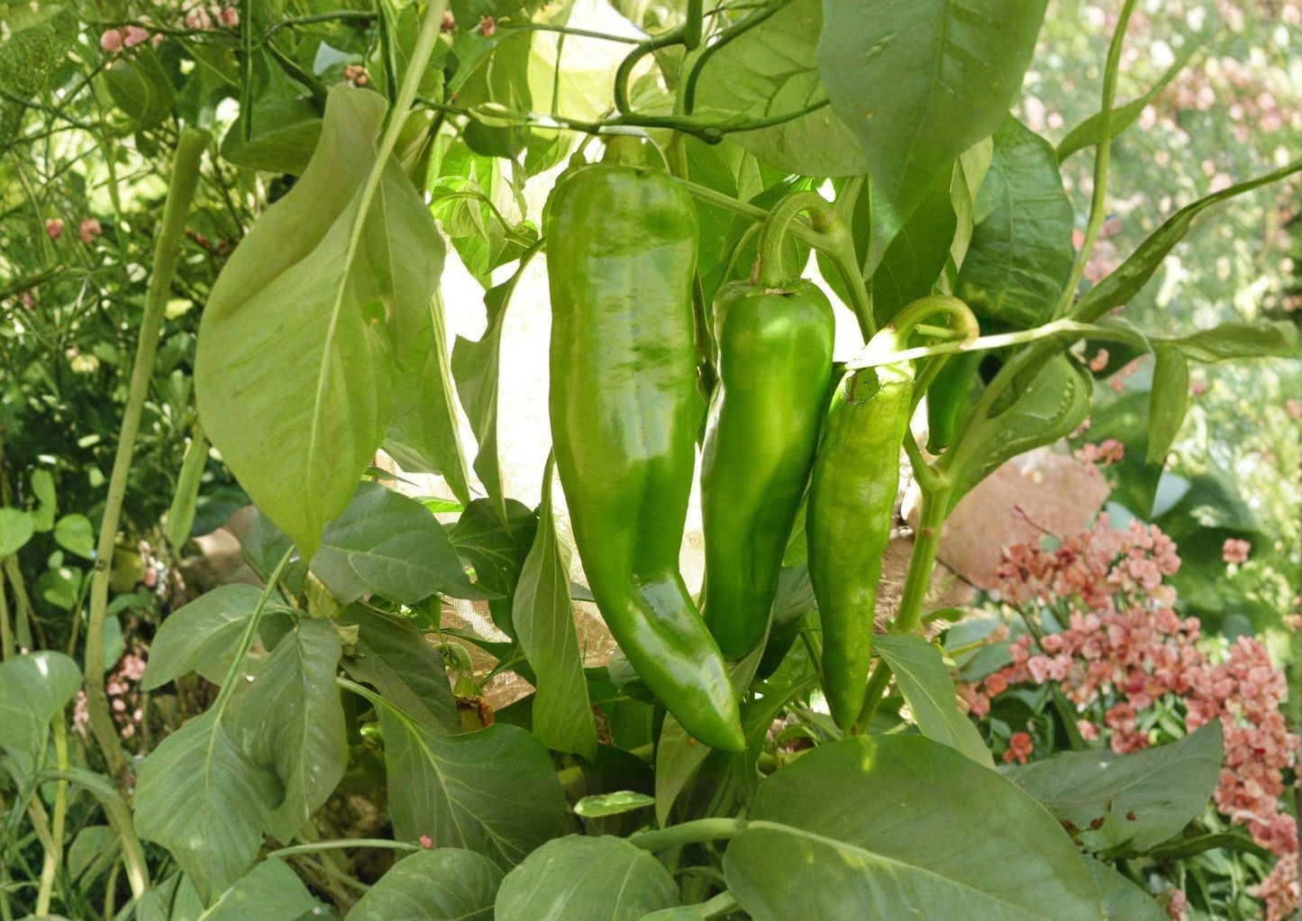 Sonora Mild Hot Pepper Seeds – Heirloom Vegetable for Warm Season Garden, 25 Premium Seeds, Slender Yellow Green Peppers