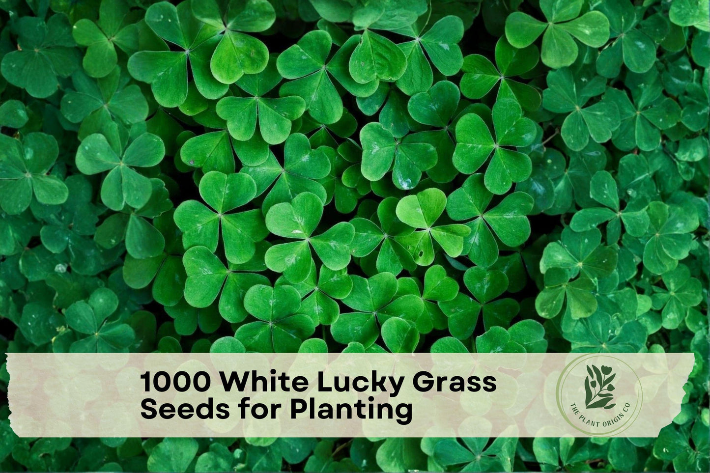 White Clover Seeds 1000 Pack for Lawn Ground Cover Pollinator Garden Trifolium repens