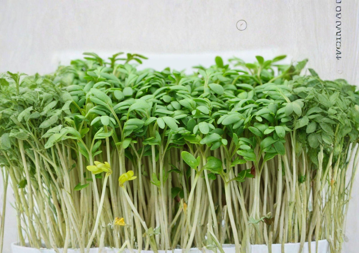 Organic Curled Cress Herb Seeds – Non-GMO Heirloom Microgreen & Salad Green for Kitchen Gardens, Indoor & Container Growing