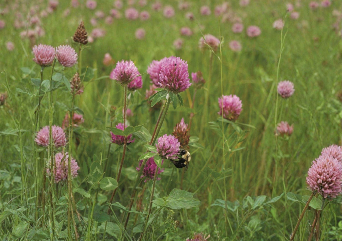 Mammoth Red Clover Seeds, Trifolium Pratense, Pollinator-Friendly Flowering Legume for Soil Improvement, 1000 Seeds