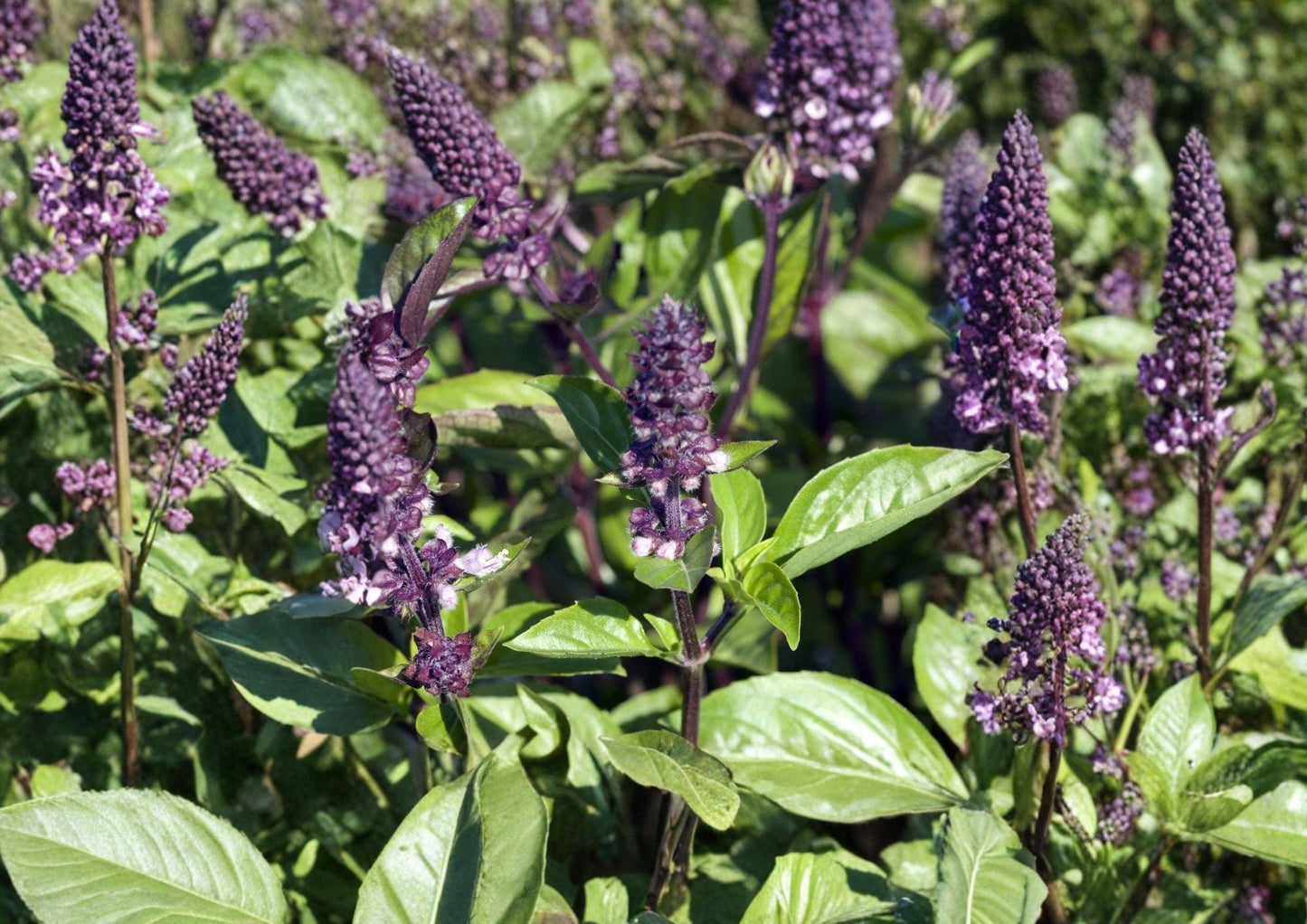 Cinnamon Basil Seeds 500 Pack - Heirloom Aromatic Herb for Culinary, Tea & Herb Gardens - Ocimum basilicum