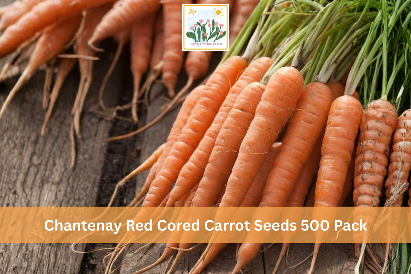 Chantenay Red Cored Carrot Seeds – 500 Pack, Heirloom Root Vegetable, Short, Broad, Orange Roots, Daucus carota subsp. sativus