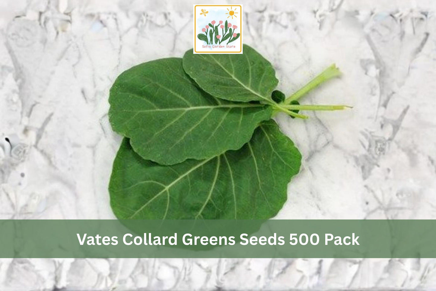 Vates Collard Greens Seeds 500 Pack – Brassica oleracea var. viridis, Dark Green Leafy Vegetable for Garden, Raised Beds