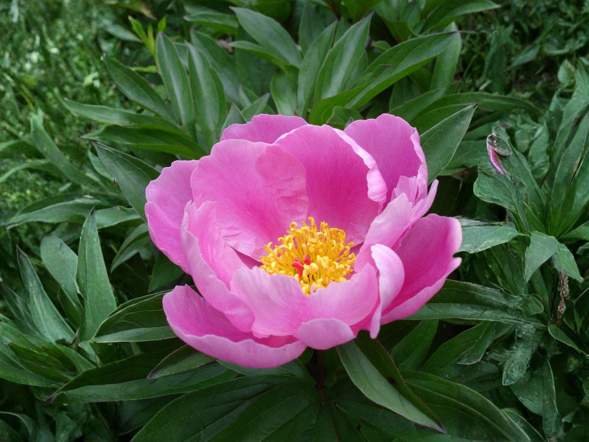 Paeonia lactiflora Seeds – Heirloom Chinese Herbaceous Peony, Perennial Garden Flower, Non-GMO, Open-Pollinated