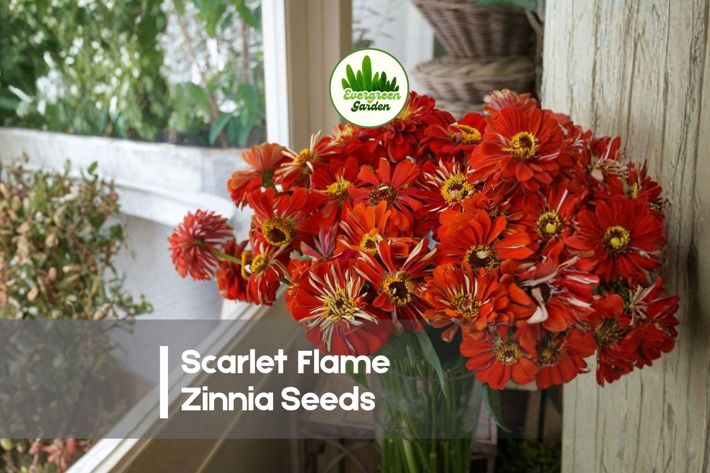 100 Scarlet Flame Zinnia Seeds - Bright Red Flowers, Annual, Zinnia elegans, Garden Beds, Borders, Cut Flowers