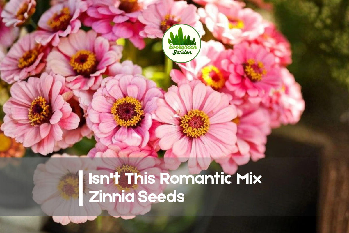 100 Isn't This Romantic Mix Zinnia Seeds - Pastel Flower Annual for Borders, Pollinator Gardens, Cut Flowers, Zinnia elegans
