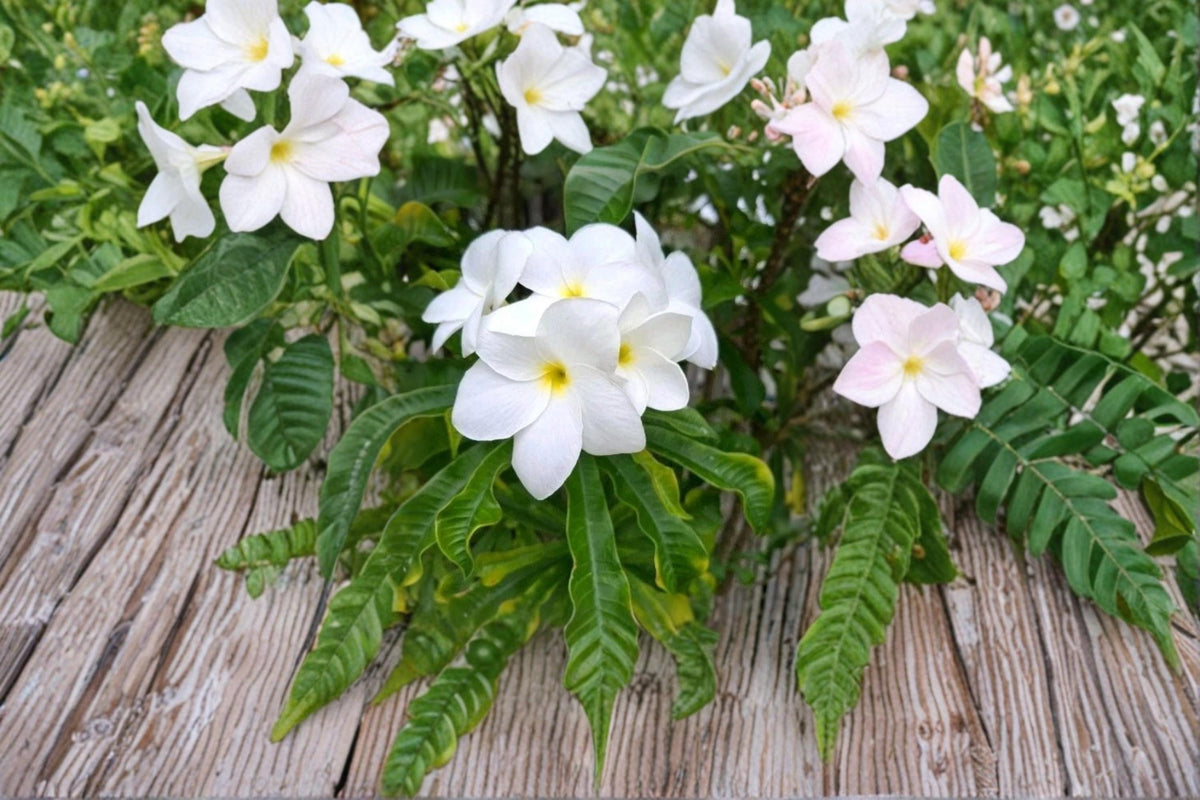 Bridal Bouquet Plumeria Cutting 10" Snow White Frangipani Tropical Plant, Plumeria pudica
