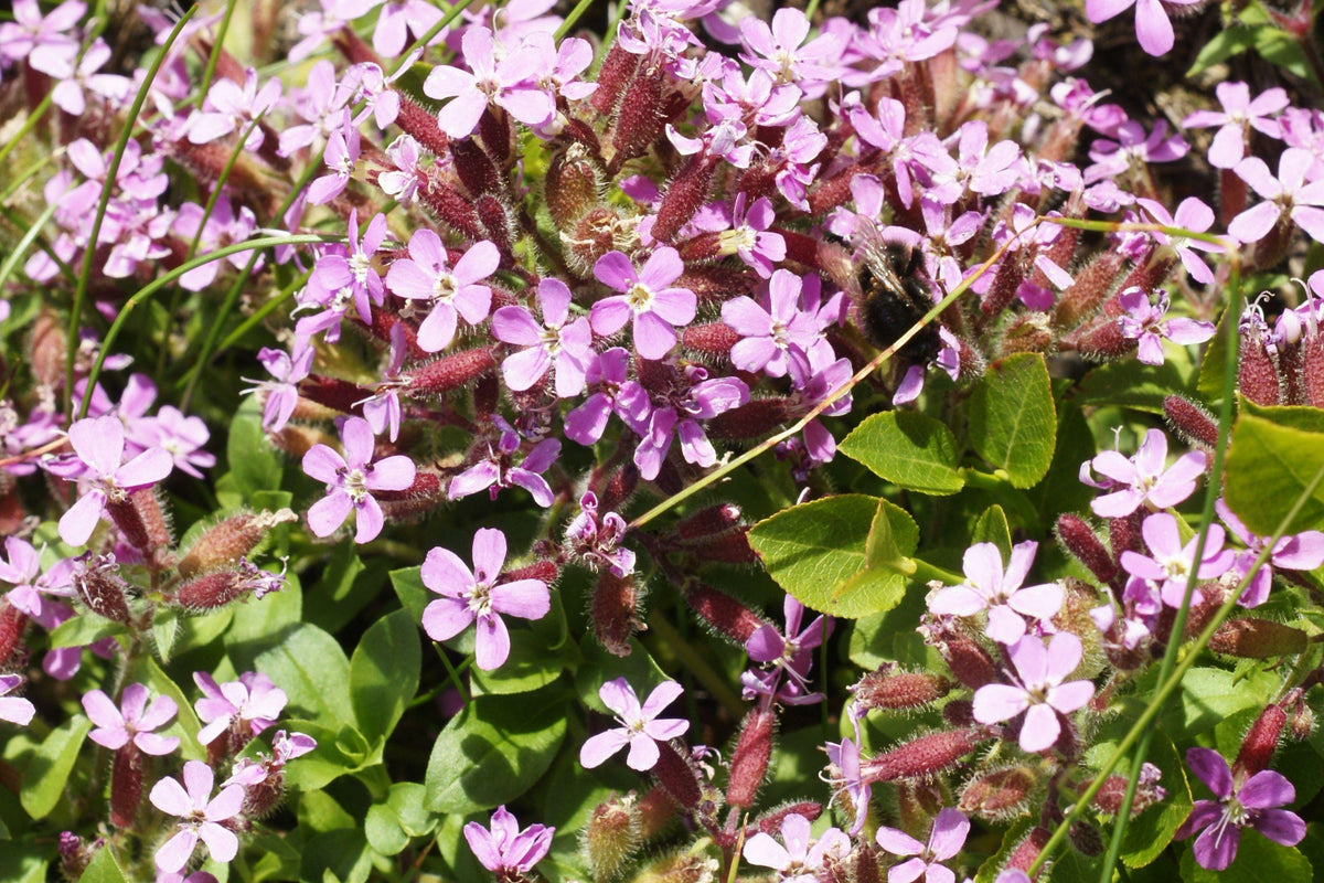 Rock Soapwort Seeds – Pink Perennial Ground Cover for Gardens, Saponaria officinalis, 100+ Non-GMO Seeds