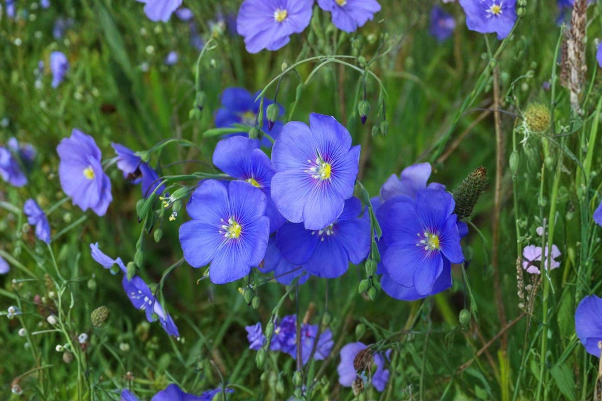 Common Flax Seeds – 200 Blue Flower Seeds for Pollinator Gardens – Linum usitatissimum, Attracts Bees, Wildflower, Annual