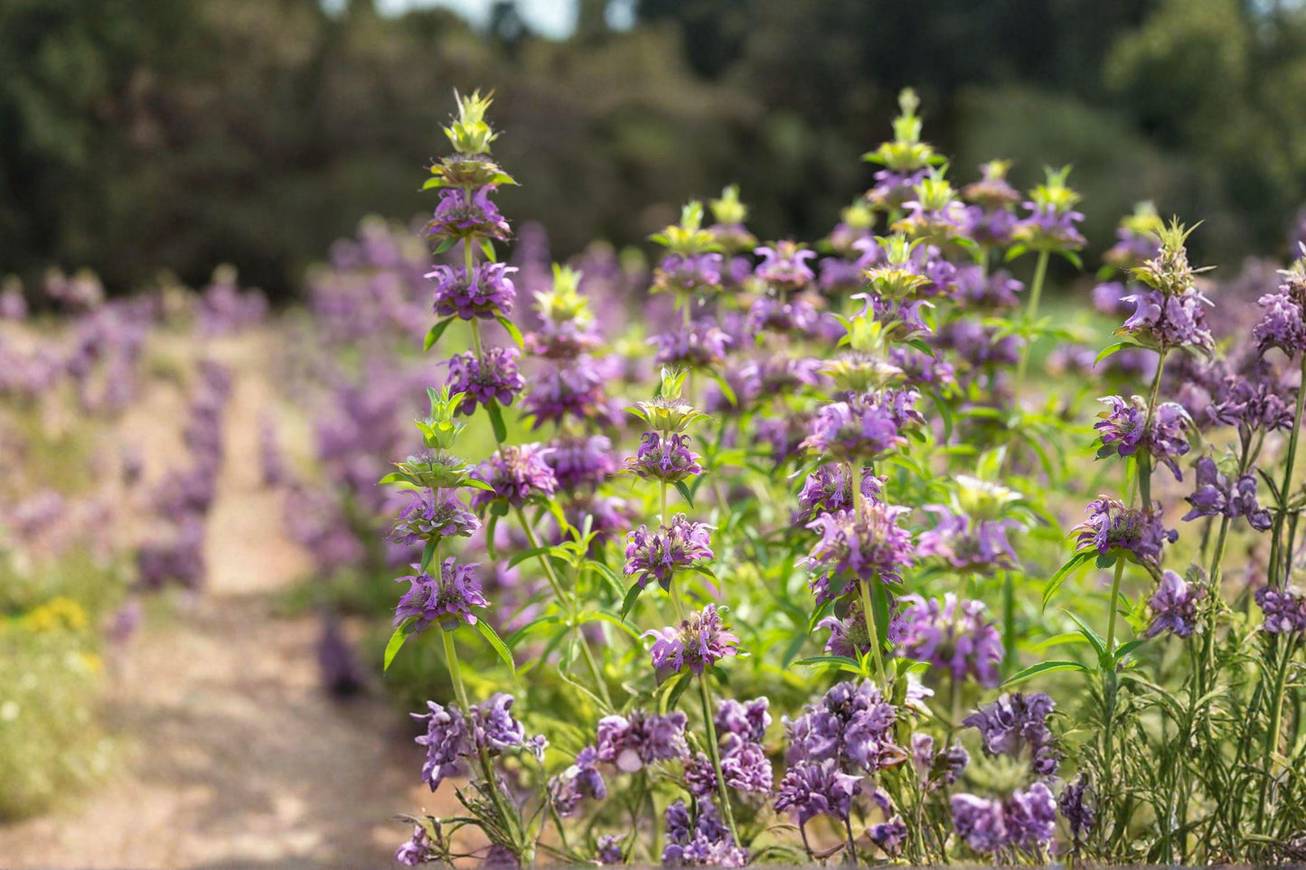 Lemon Bee Balm Seeds – Lavender Flowers, Pollinator Herb, Monarda citriodora, 1000+ Seeds for Herb Gardens & Wildflower Landscapes