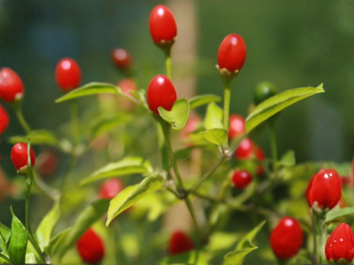 Chiltepin Pepper Seeds – Wild Heirloom Hot Bird Chili, Small Round Peppers, North American Native, Very Hot (50,000–100,000 SHU)