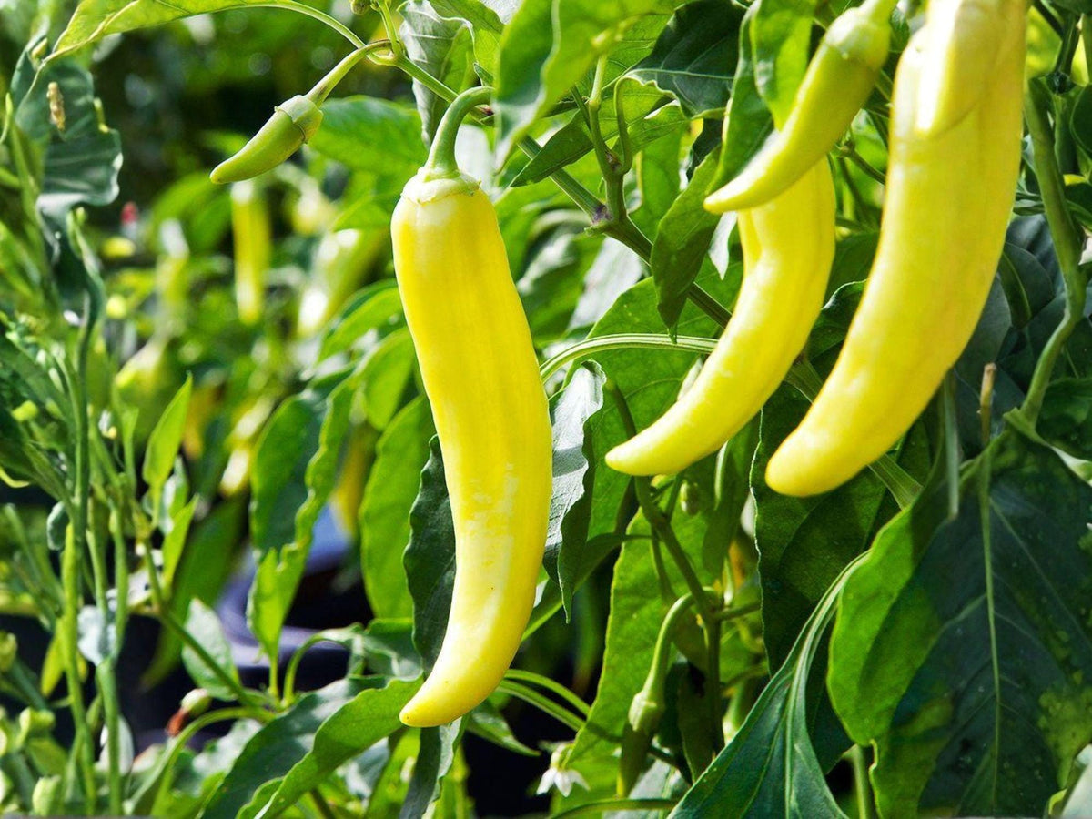 Heirloom Banana Pepper Seeds – Mild Yellow Sweet Pepper for Garden, Pickling, 25 Seeds, Fruit, Vegetable, Heirloom, Non-GMO