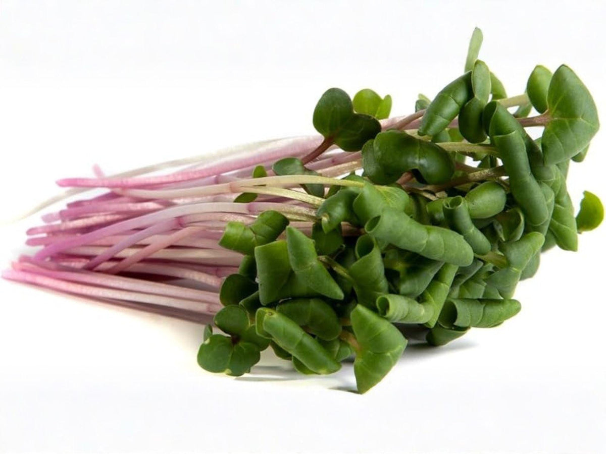 Triton Purple Stem Radish Seeds – Heirloom Spring Garden Vegetable, Crisp, Fast-Growing, 100 Seeds