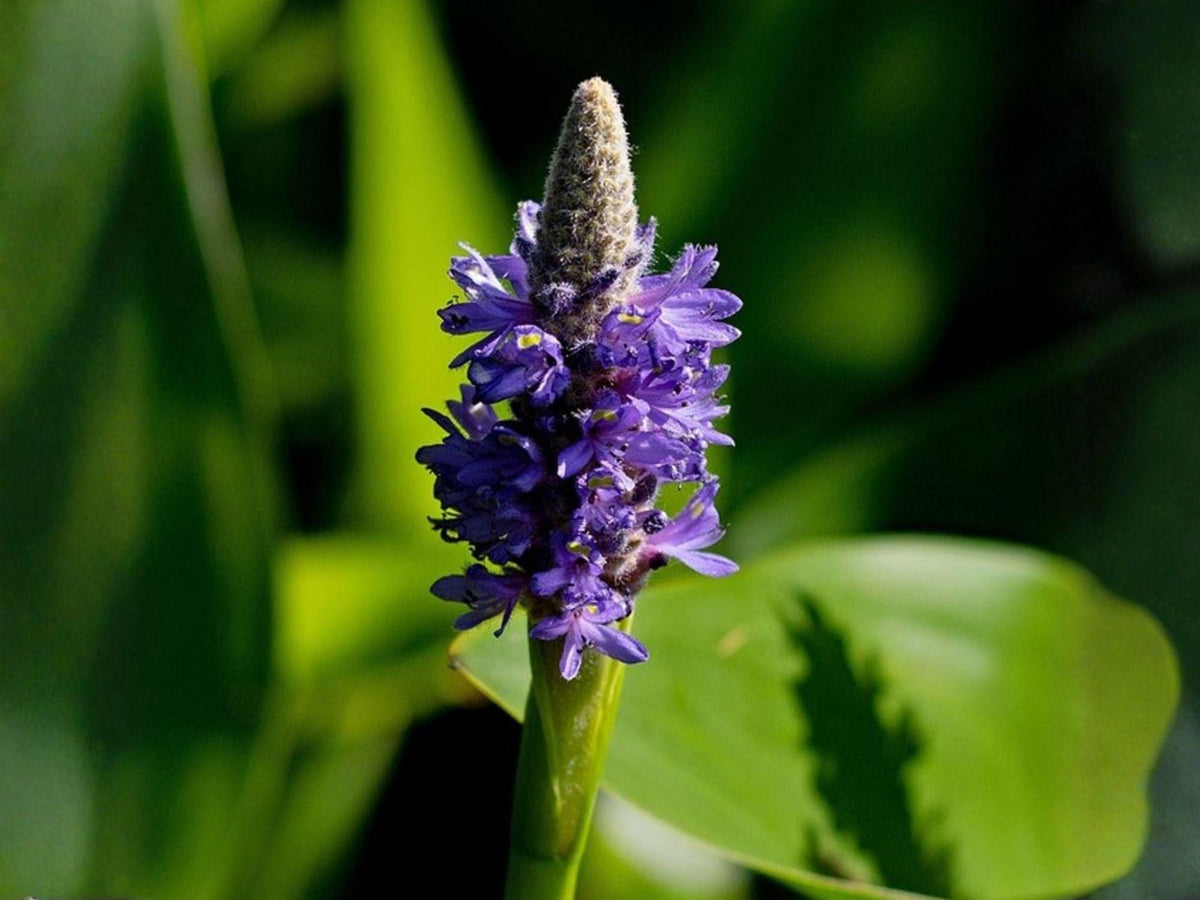 Pontederia Cordata Seeds – Native Aquatic Pond Plant – Blue Pickerel Weed – Water Garden, Wetland, Marsh, Rain Garden, 10 Seeds
