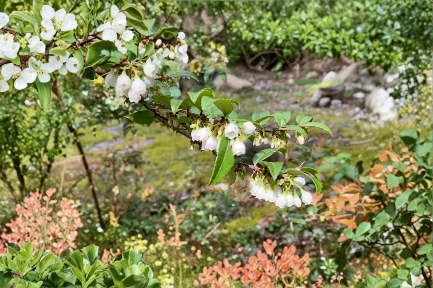 Evergreen Huckleberry Cuttings - Vaccinium ovatum Native Edible Berry Shrub for Landscaping and Gardens
