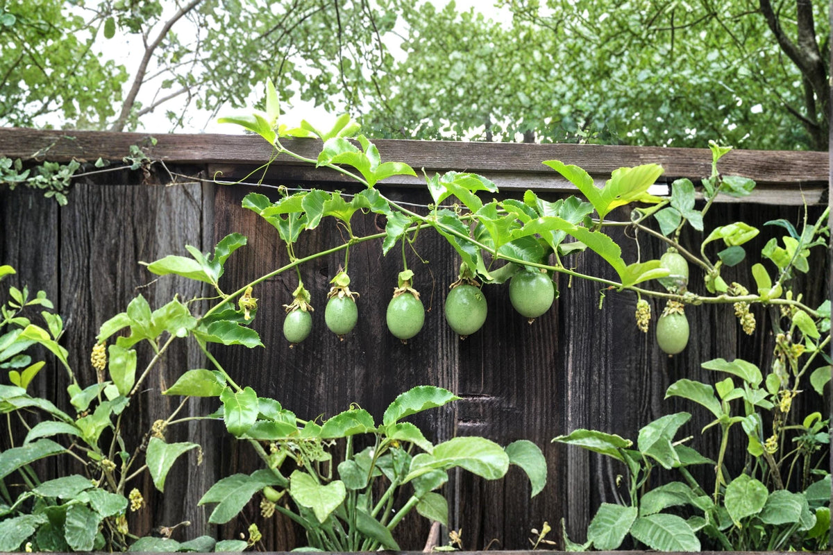 Purple Passion Fruit Cuttings - 12" Unrooted Passiflora edulis Tropical Climbing Vine for Garden, Trellis & Fence