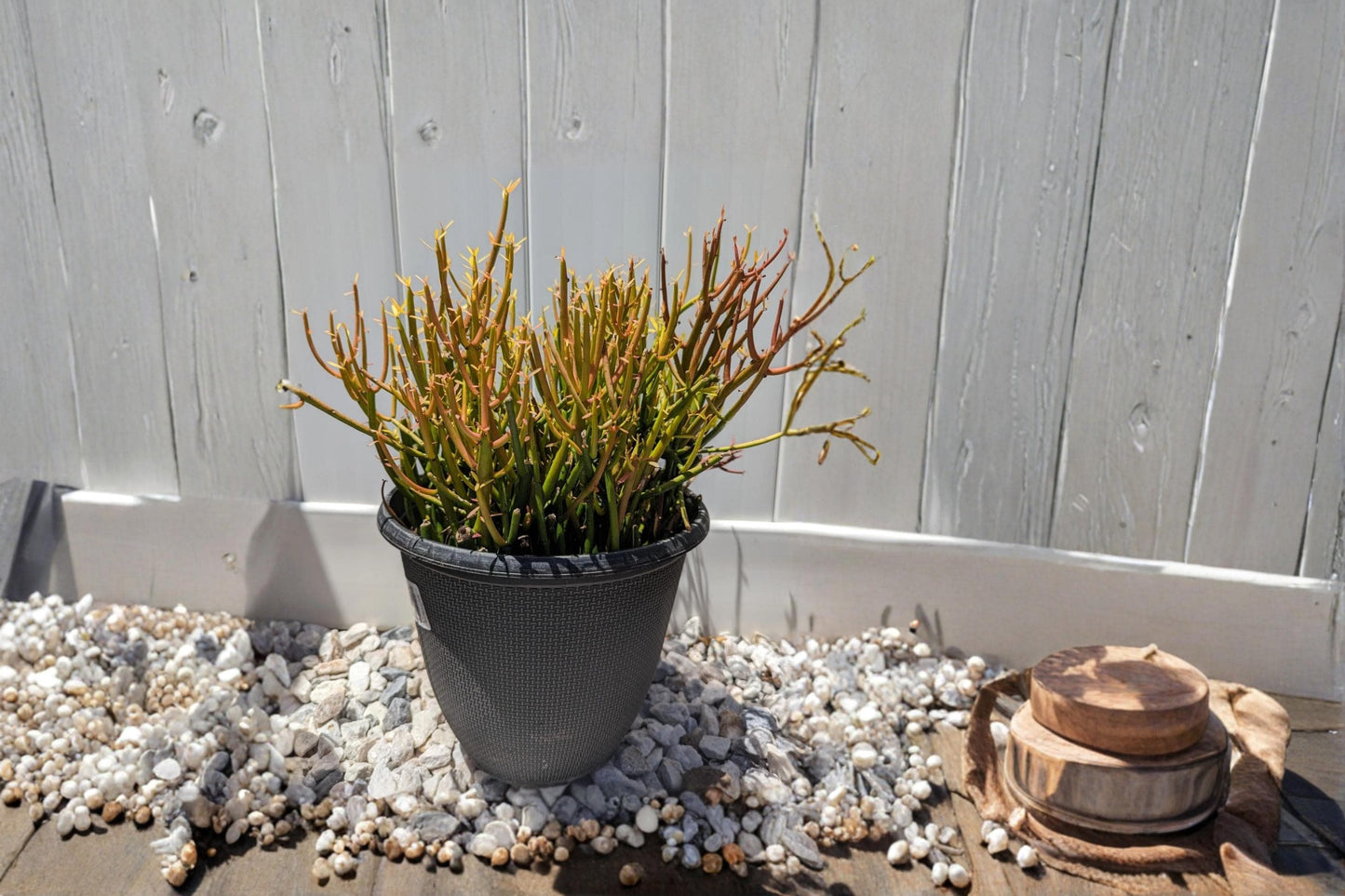 Firesticks Pencil Cactus Cuttings 5-8" Euphorbia tirucalli Succulent Plant, Drought Tolerant, Ornamental, Full Sun