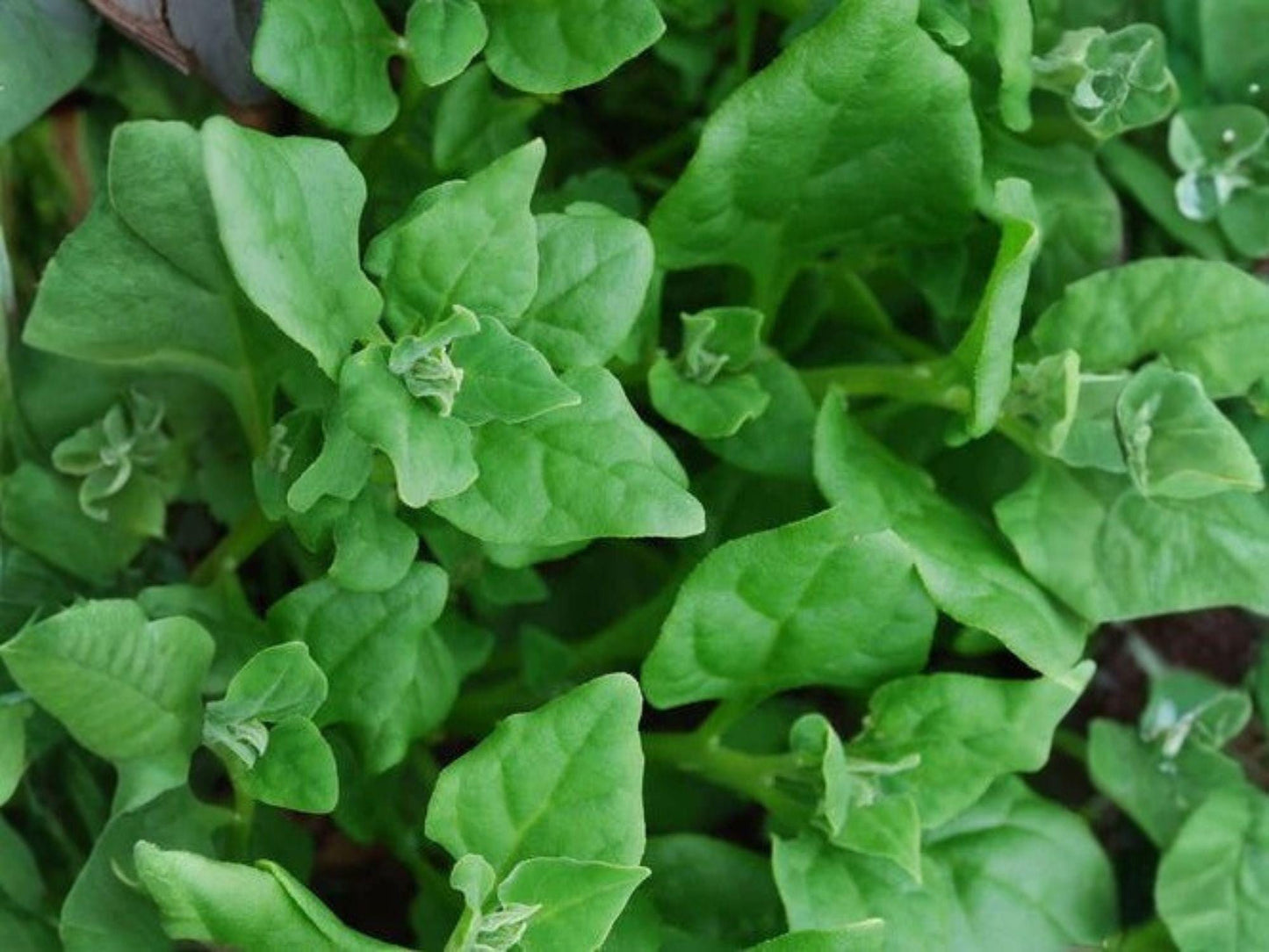 New Zealand Spinach Seeds – Heat Tolerant Tetragonia tetragonioides for Gardens, 100 Seeds