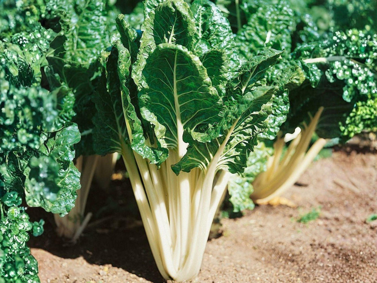 Fordhook Swiss Chard Seeds – Heirloom White Stem Vegetable Seeds, 50 Count, Leafy Green, Cool-Season, Edible Greens, Beta vulgaris