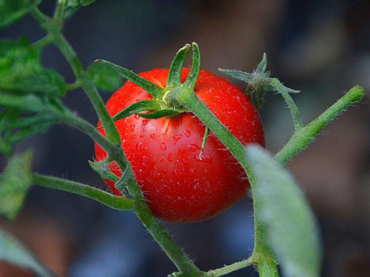 Floradel Tomato Seeds – Heirloom Heat-Tolerant Red Vegetable Seeds – Solanum lycopersicum