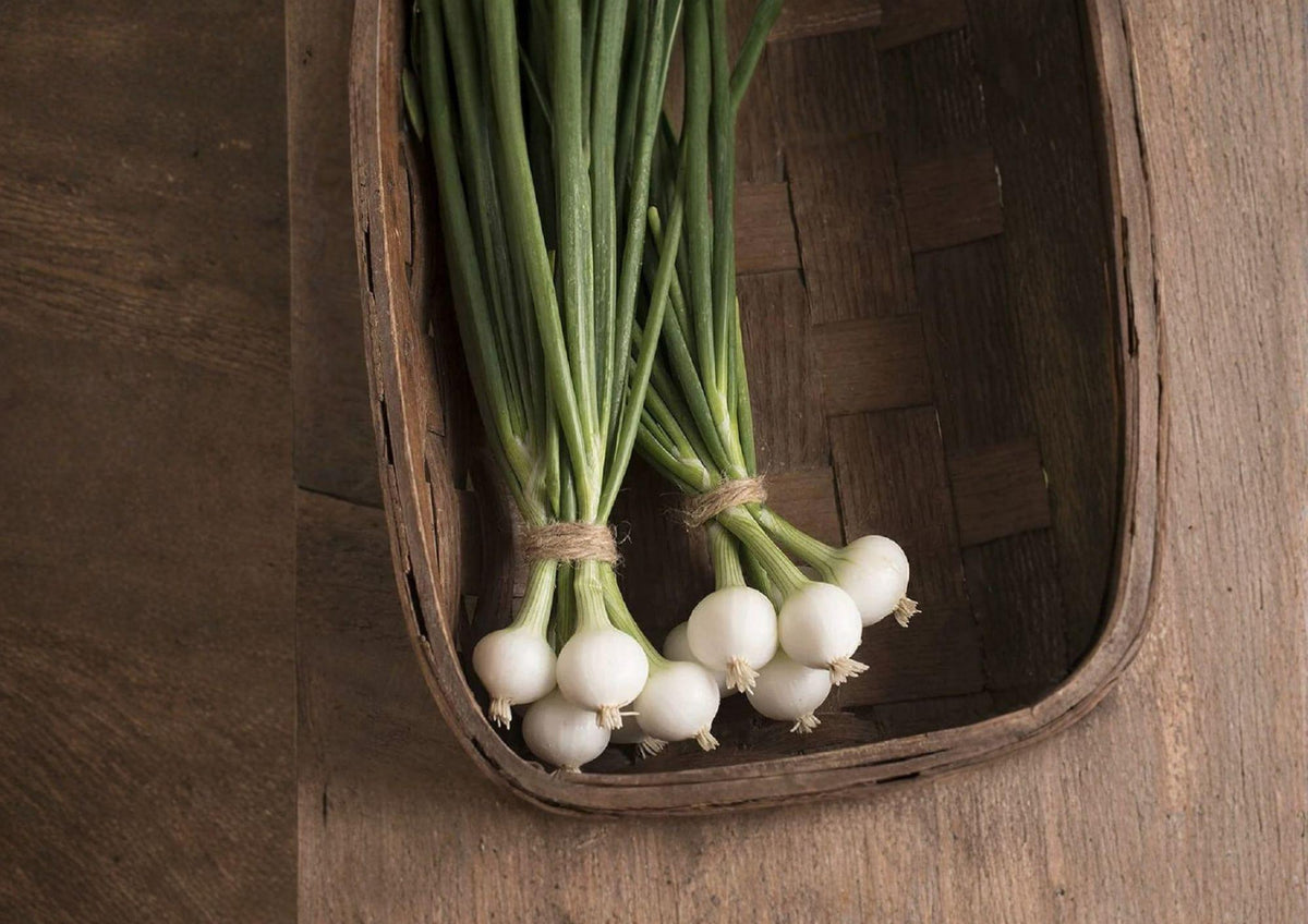 Blanco Duro Onion Seeds – Heirloom White Storage Onions for Garden Growing, Long-Day, 50 Seeds