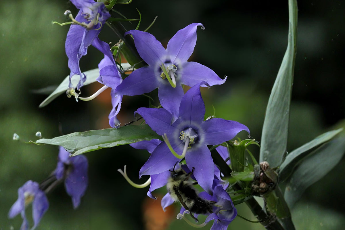 Tall Bellflower Seeds | Native Wildflower with Violet-Blue Bell-Shaped Flowers | Campanula americana | Pollinator-Friendly Plant