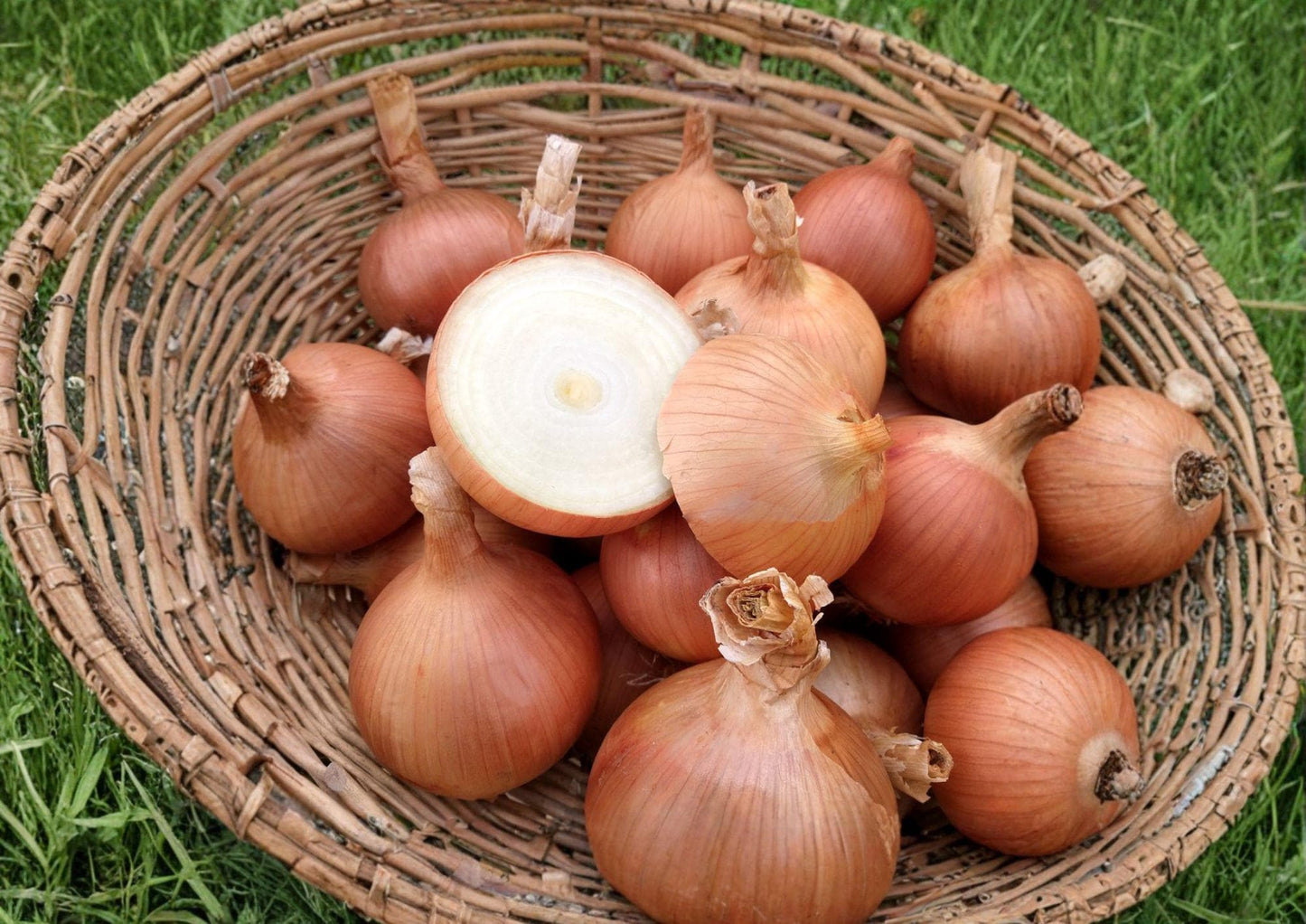 Sweet Spanish Colorado #6 Onion Seeds – Heirloom, Long Day, Yellow Bulbs, 50 Seeds for Vegetable Garden Growth