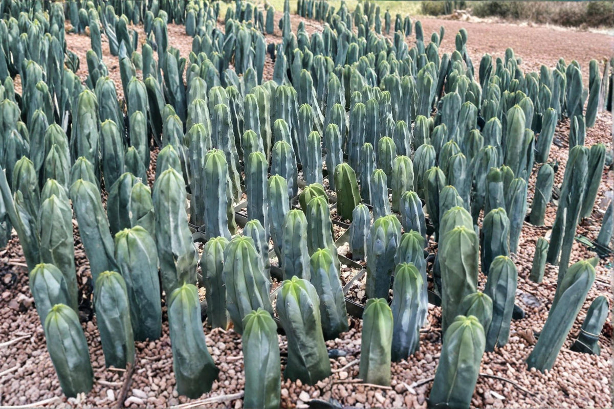 Blue Candle Cactus Seeds 25 Myrtillocactus geometrizans Grafting Rootstock Columnar Cactus for Xeriscape