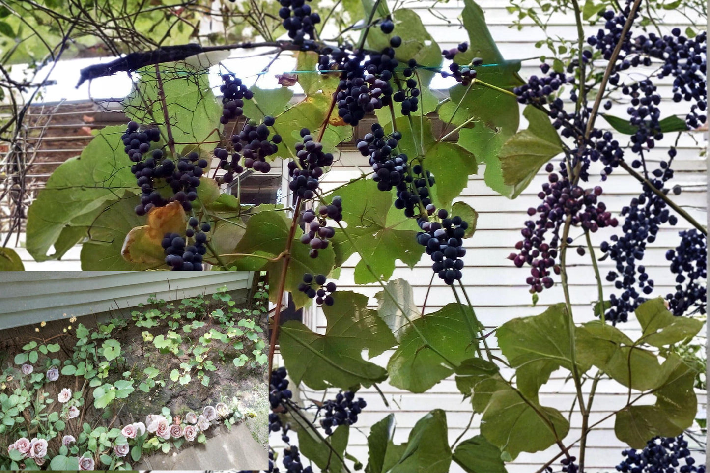 Concord Grape Cutting Pack 12" Vitis labrusca Climbing Vine for Grape Propagation and Grafting
