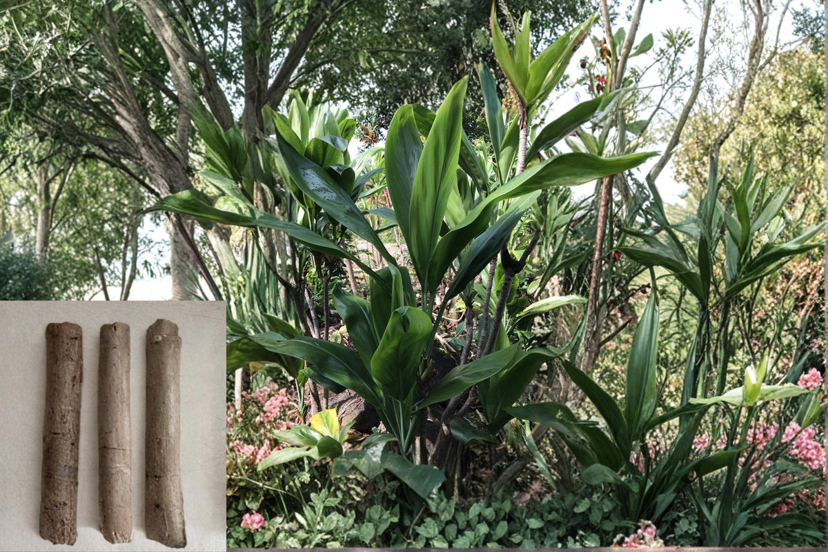 Hawaiian Green Ti Plant Cuttings - 6" Cordyline fruticosa Tropical Evergreen Foliage Logs