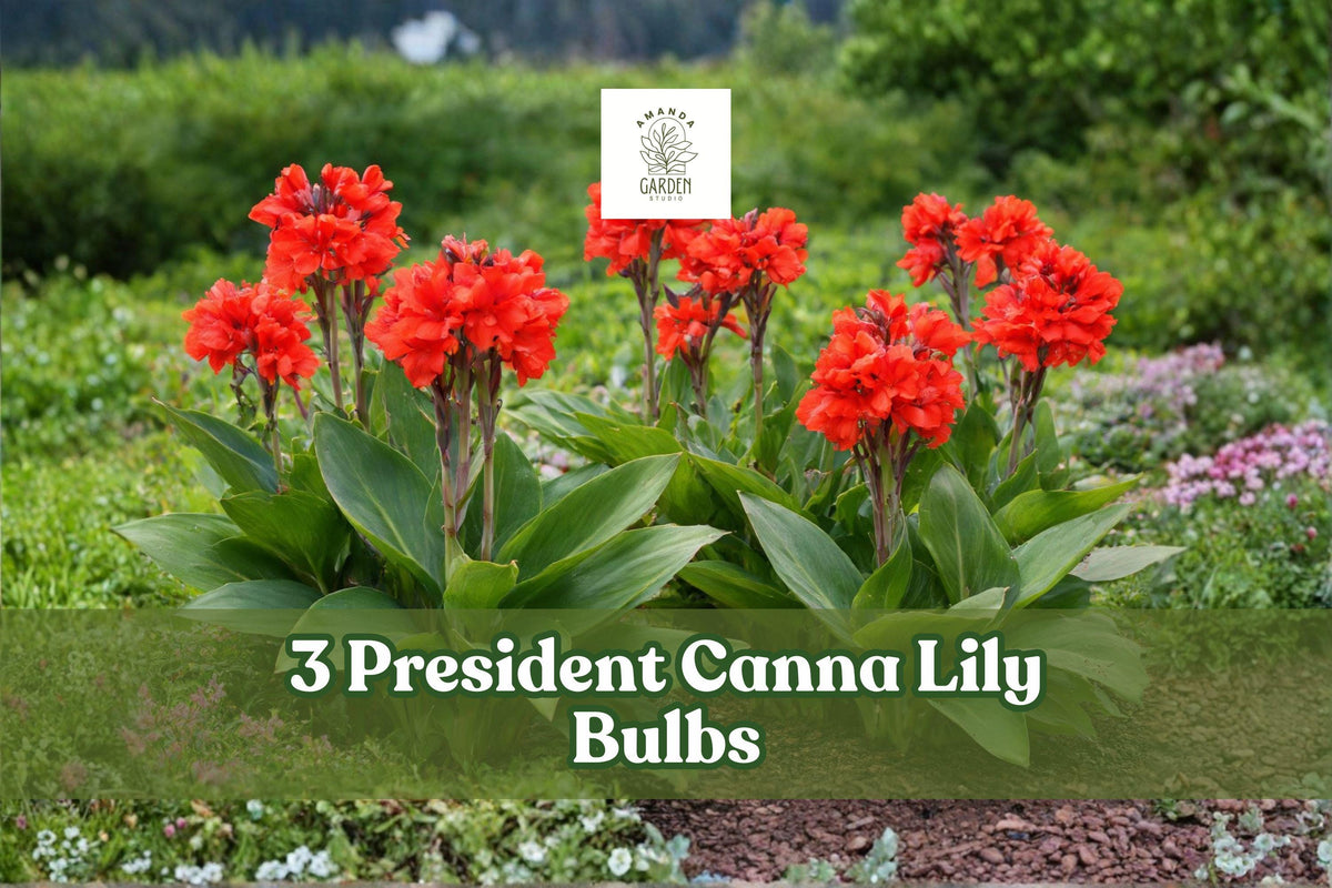 President Canna Lily Bulbs – Red Tropical Flowering Bulbs for Garden Beds & Borders – Canna indica