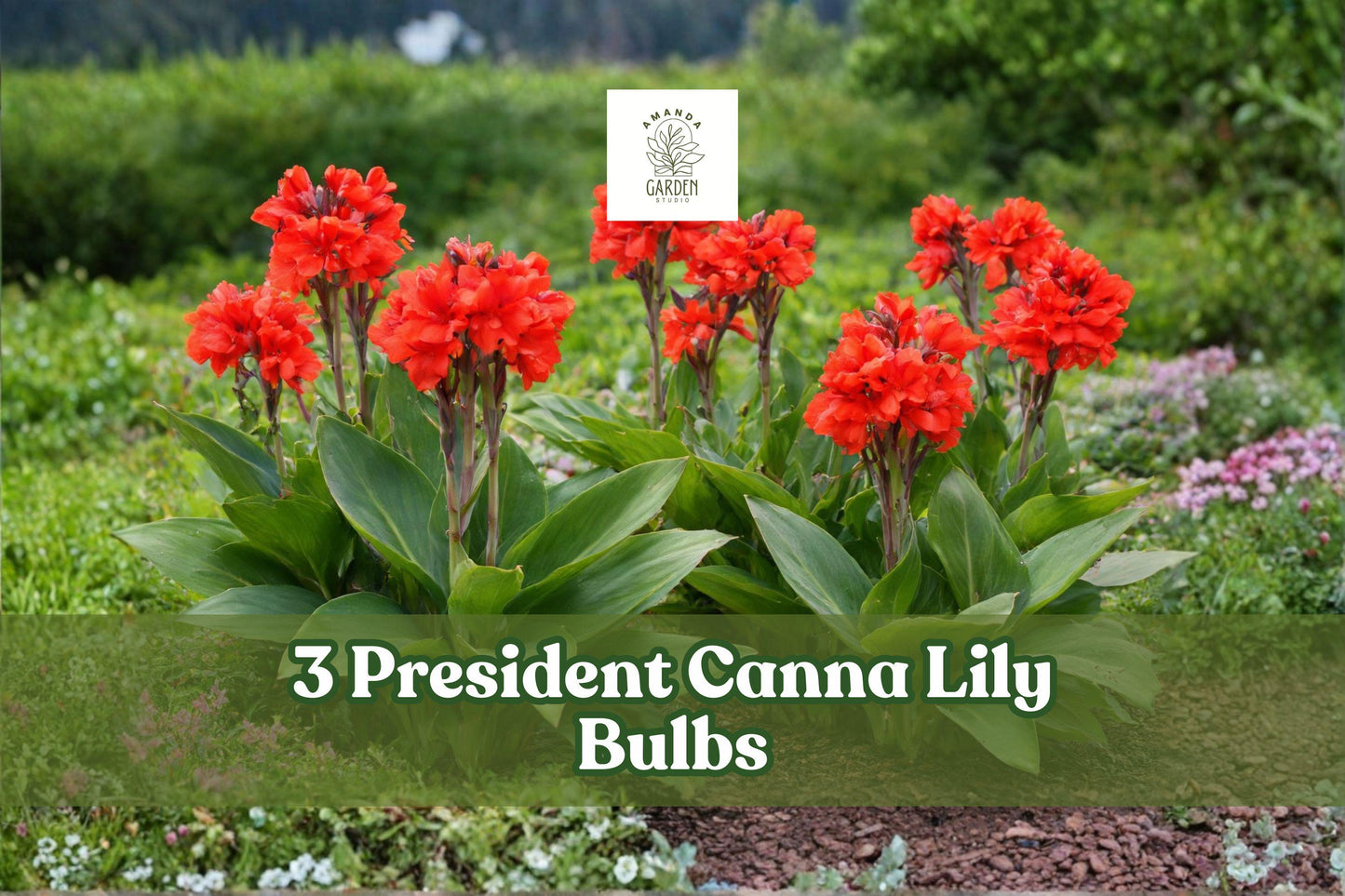 President Canna Lily Bulbs – Red Tropical Flowering Plant, Canna indica, Garden Bulbs for Borders & Landscape