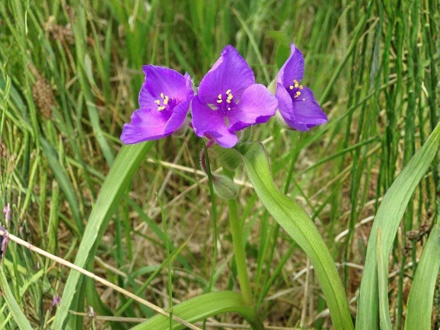 Tradescantia bracteata Prairie Spiderwort Seeds – Heirloom Non-GMO Wildflower Seeds for Native Gardens and Prairie Plantings