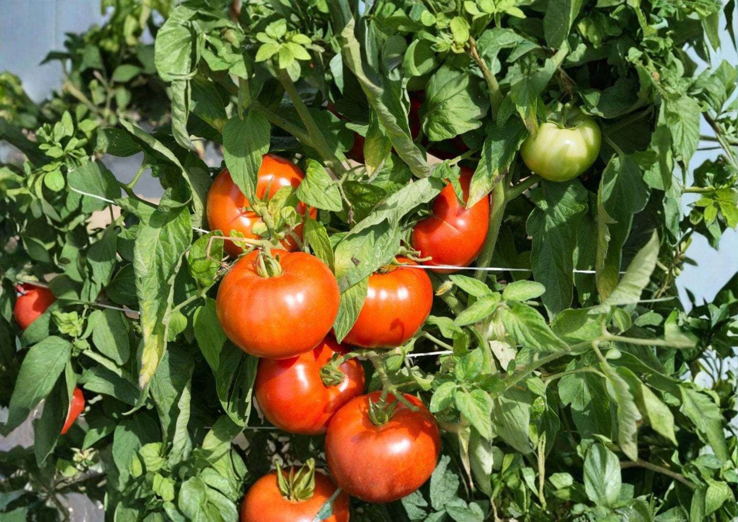 Rutgers Tomato Seeds – 30 Heirloom Slicing Tomato Seeds for Home Garden, Bright Red, Firm Flesh, Reliable Yield