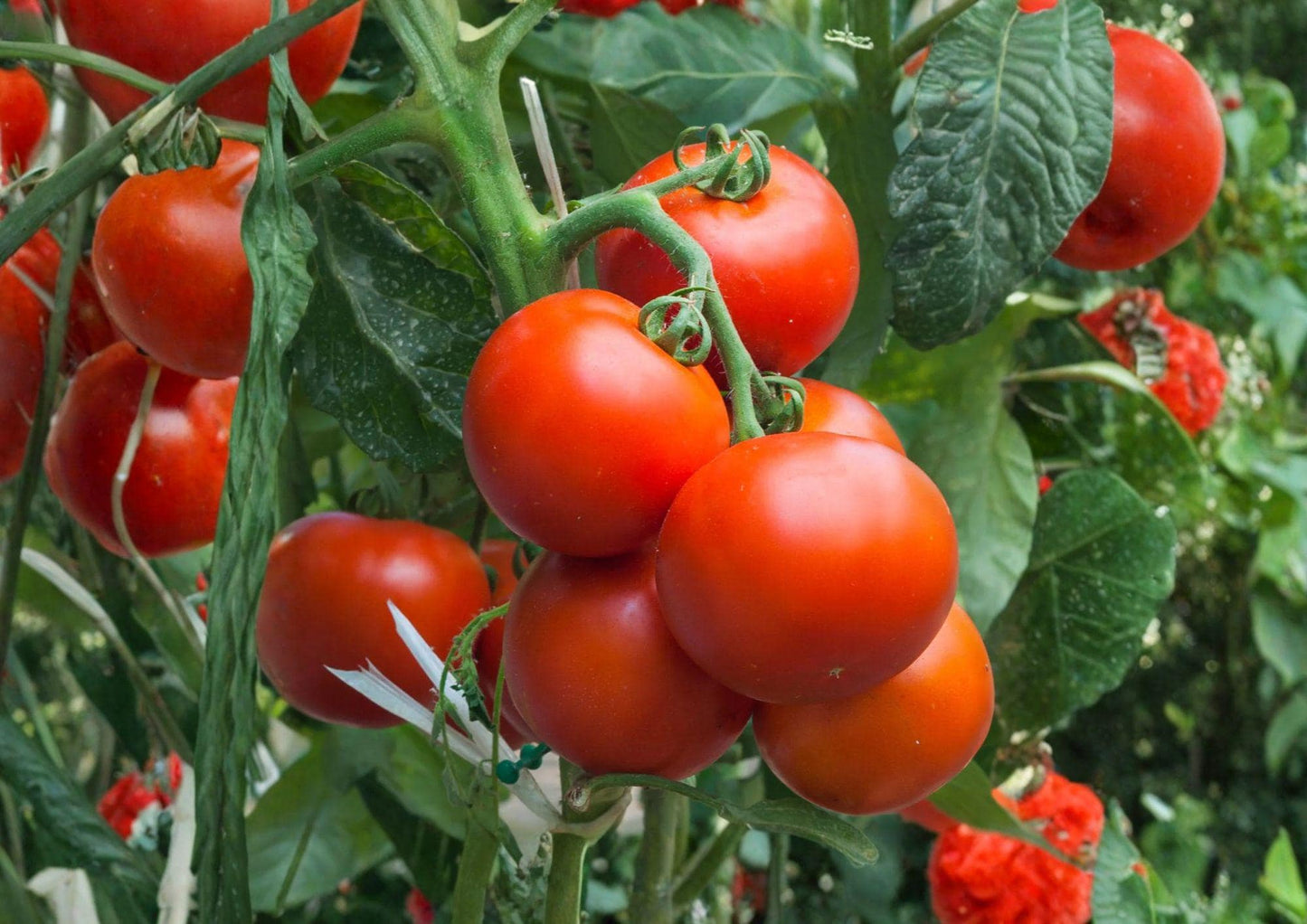 Super Sioux Tomato Seeds – Heirloom Red Slicing Variety, Heat Tolerant, Organic, Vegetable Seeds