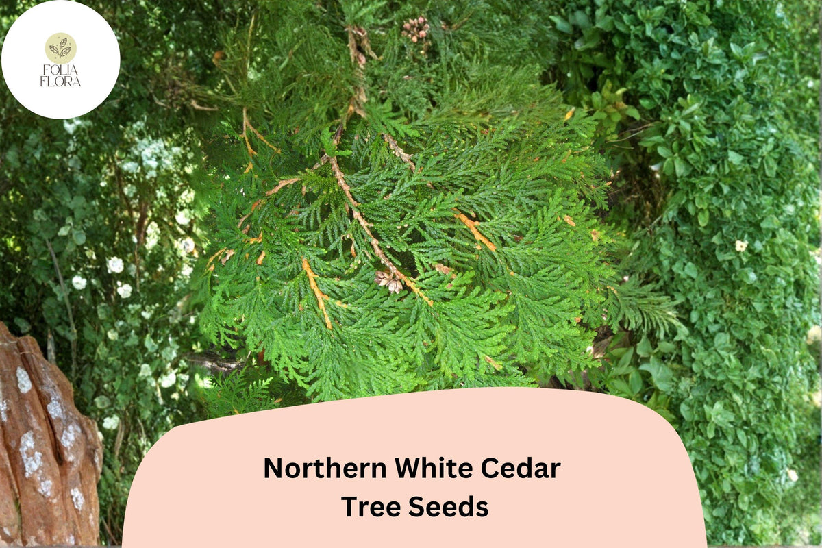 Eastern Arborvitae Seeds 50 | Thuja occidentalis Evergreen Conifer for Hedges & Landscaping